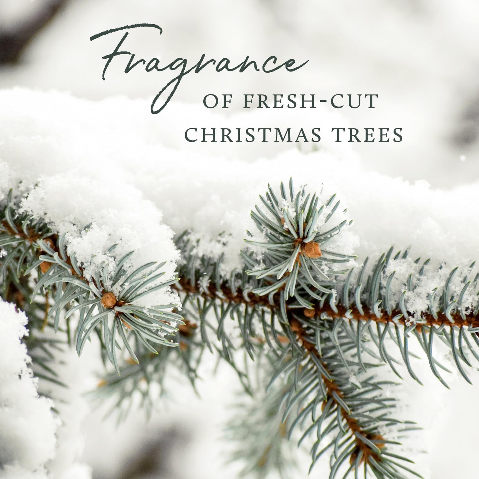 Thymes Frasier Fir bar soap forest fragrance emphasizes Siberian fir needles and cedarwood mood.
