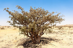 US Organic frankincense essential oil origin India highlighting authentic Boswellia resin.