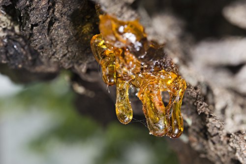 US Organic frankincense essential oil steam distilled purity and concentrated aroma.