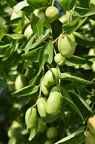 US Organic Jojoba Oil dropper close-up suggests precise tiny doses.