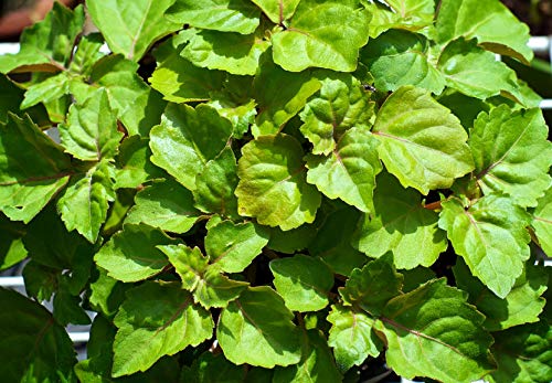 Aroma terroso y dulce: ideal para mezclas con lavanda y geranio.