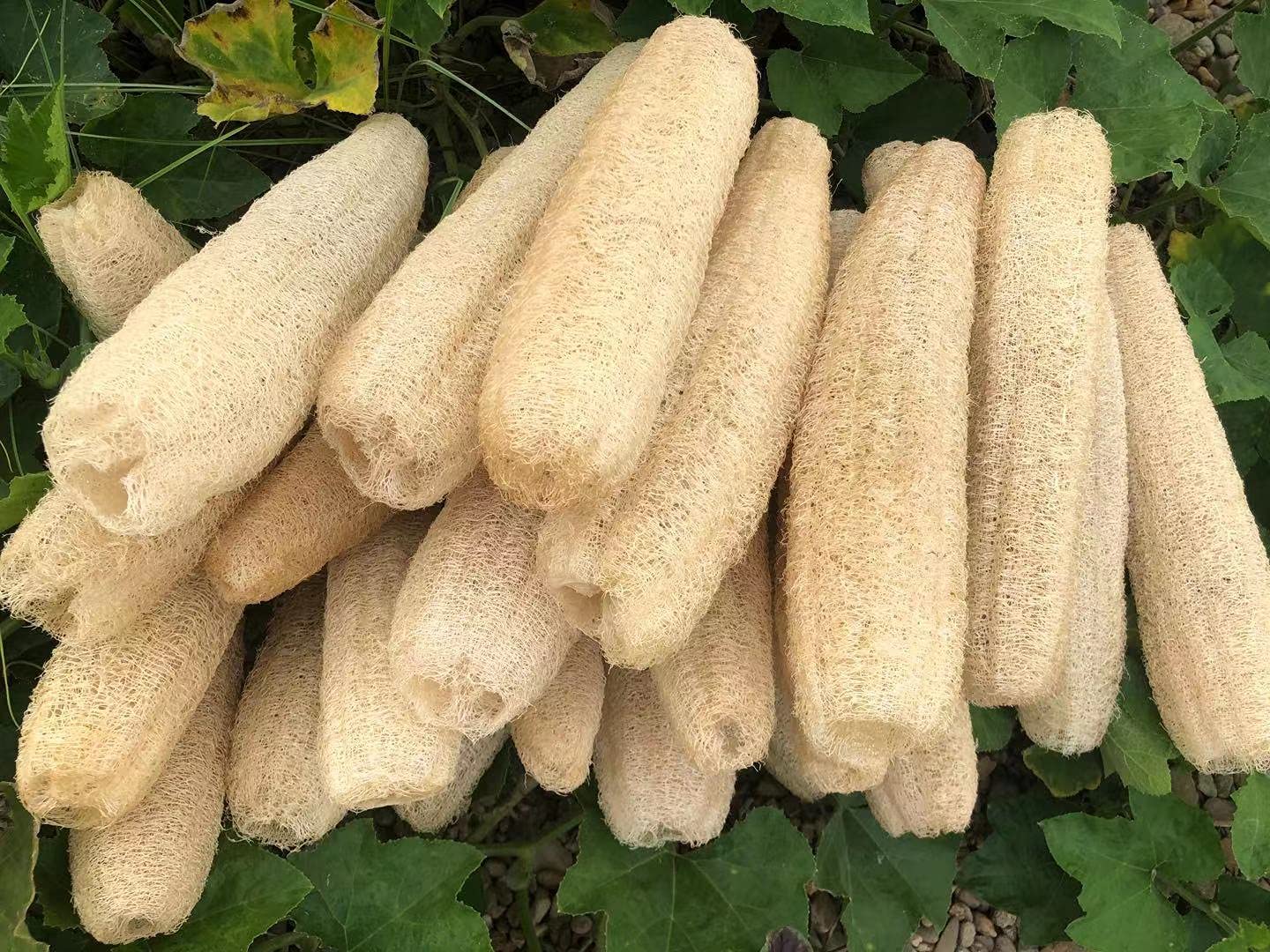 YEMTAL loofah sponge used for pet bath time fun
