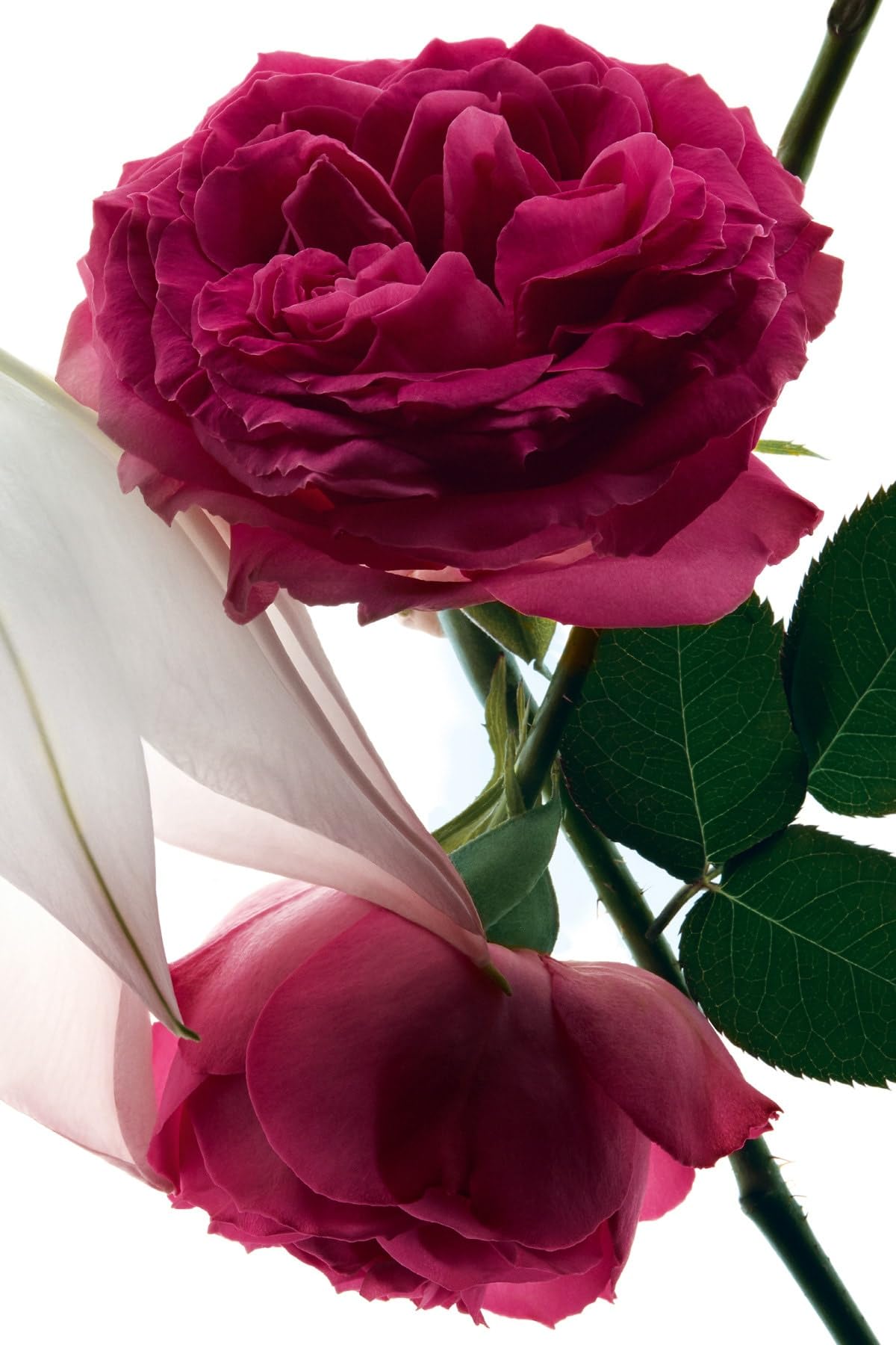 YSL Mon Paris Intensement on skin illustrating floral mood.