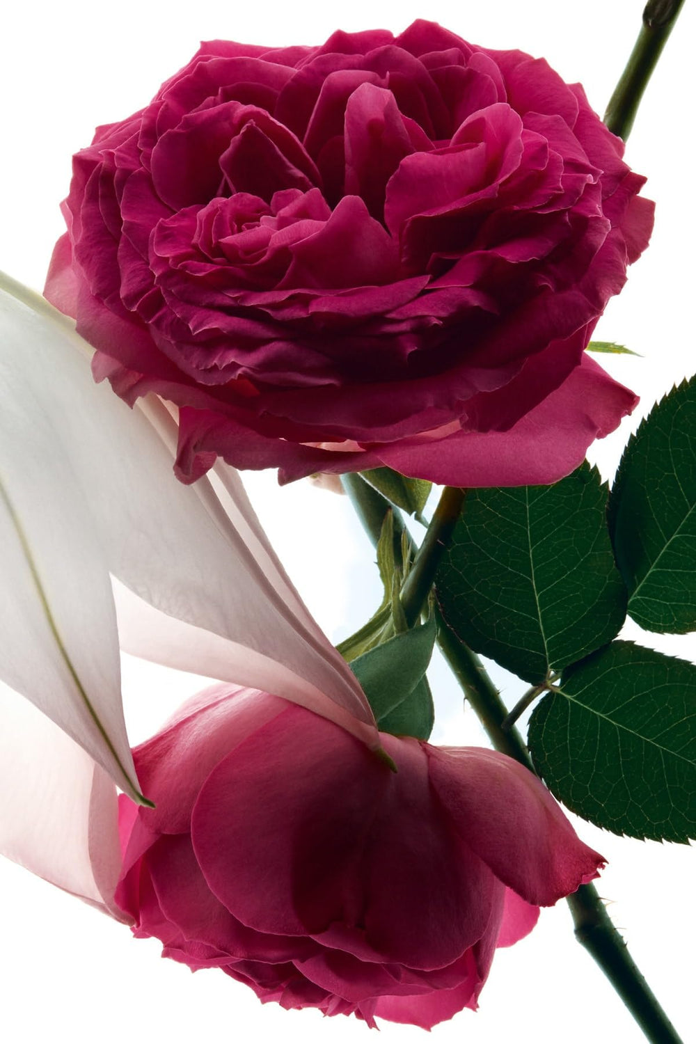 YSL Mon Paris Intensement on skin illustrating floral mood.