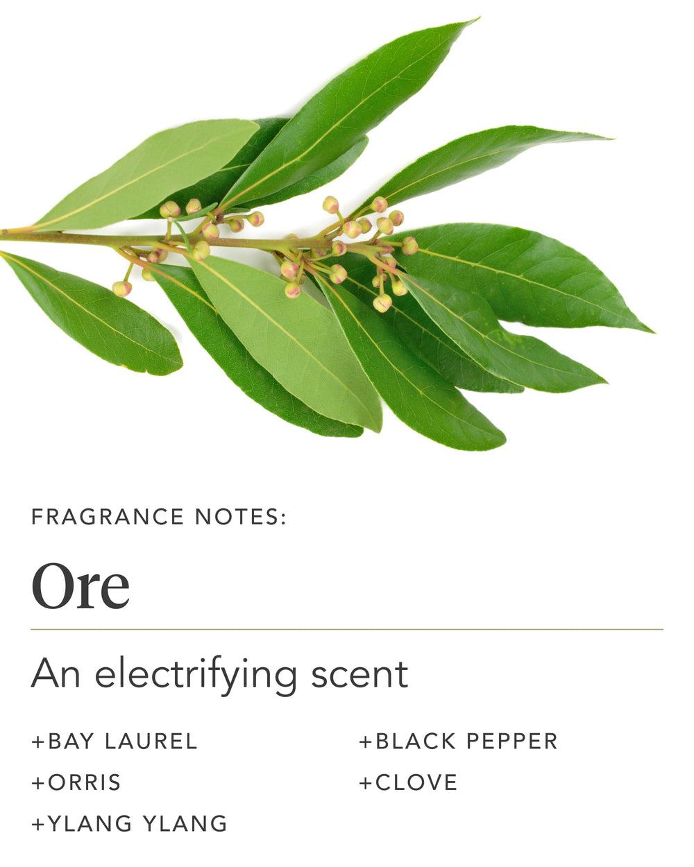 Zents Ore body lotion texture shot demonstrating rich, ultra-hydrating formula
